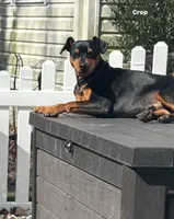 Slick, a male Miniature Pinscher for sale in Mays Landing, NJ – Photo 5 of 5