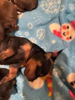 Slick, a male Miniature Pinscher for sale in Mays Landing, NJ – Photo 2 of 5