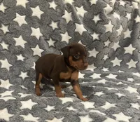 Chip, a male Miniature Pinscher for sale in Mays Landing, NJ – 9 of 9