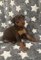 Chip, a male Miniature Pinscher for sale in Mays Landing, NJ – 4 of 9