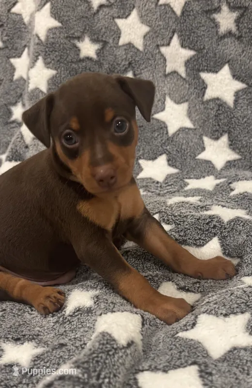 Chip – Miniature Pinscher puppy for sale in Mays Landing, NJ