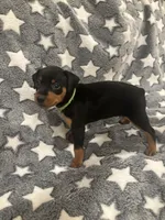 Tinka, a female Miniature Pinscher for sale in Mays Landing, NJ – 5 of 7