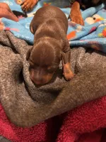 Pudding, a female Miniature Pinscher for sale in Mays Landing, NJ – Photo 3 of 3