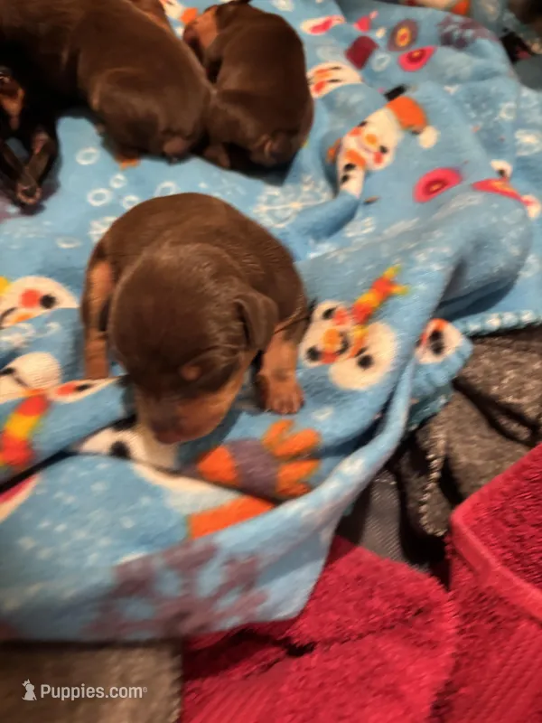 Pudding – Miniature Pinscher puppy for sale in Mays Landing, NJ