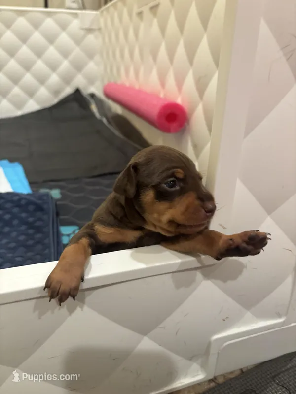 Pudding – Miniature Pinscher puppy for sale in Mays Landing, NJ