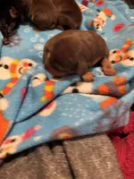 Pudding, a female Miniature Pinscher for sale in Mays Landing, NJ – Photo 2 of 3