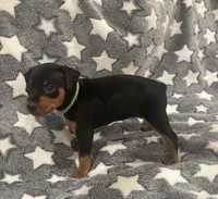 Tinka, a female Miniature Pinscher for sale in Mays Landing, NJ – 6 of 7