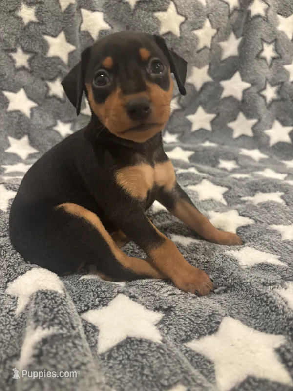 Candy – Miniature Pinscher puppy for sale in Mays Landing, NJ