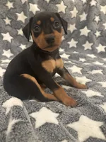 Candy, a female Miniature Pinscher for sale in Mays Landing, NJ – 1 of 6