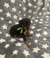 Tinka, a female Miniature Pinscher for sale in Mays Landing, NJ – 7 of 7