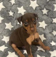 Chip, a male Miniature Pinscher for sale in Mays Landing, NJ – 7 of 9