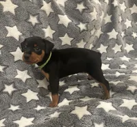 Tinka, a female Miniature Pinscher for sale in Mays Landing, NJ – 4 of 7