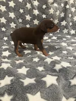 Chip, a male Miniature Pinscher for sale in Mays Landing, NJ – 5 of 9