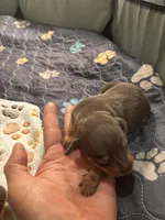 Stud, a male Miniature Pinscher for sale in Mays Landing, NJ – Photo 2 of 2