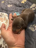 Stud, a male Miniature Pinscher for sale in Mays Landing, NJ – Photo 1 of 2