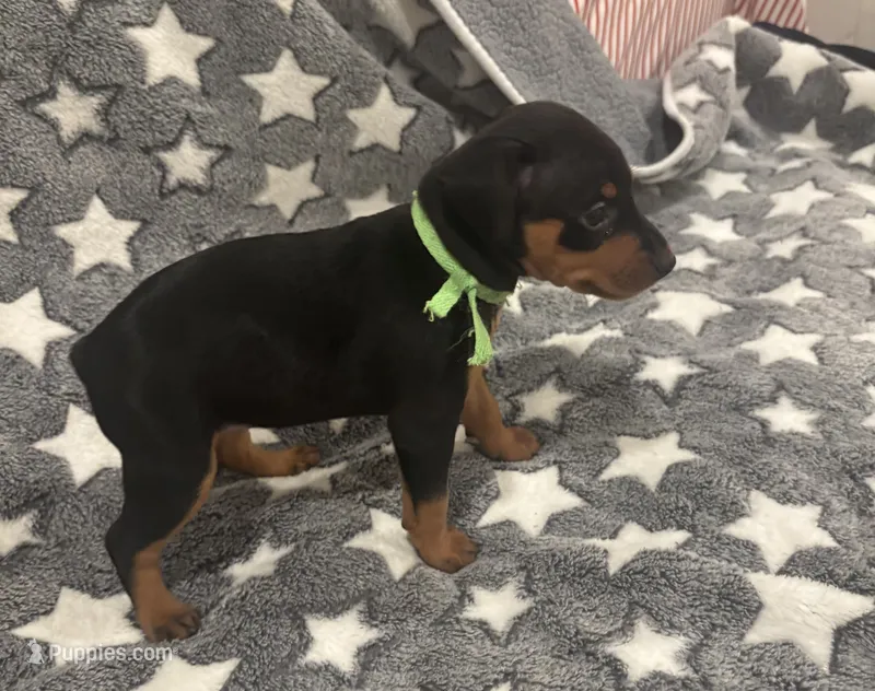Tinka – Miniature Pinscher puppy for sale in Mays Landing, NJ