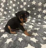 Candy, a female Miniature Pinscher for sale in Mays Landing, NJ – 3 of 6