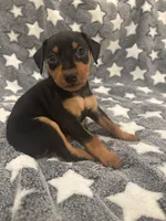 Candy, a female Miniature Pinscher for sale in Mays Landing, NJ – 4 of 6