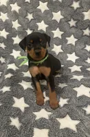 Tinka, a female Miniature Pinscher for sale in Mays Landing, NJ – 3 of 7