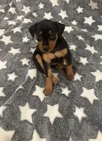 Candy, a female Miniature Pinscher for sale in Mays Landing, NJ – 2 of 6