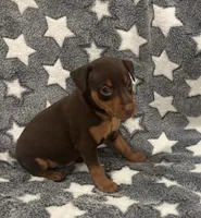 Chip, a male Miniature Pinscher for sale in Mays Landing, NJ – 2 of 9