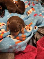 Brick, a male Miniature Pinscher for sale in Mays Landing, NJ – Photo 3 of 5