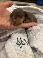 Brick, a male Miniature Pinscher for sale in Mays Landing, NJ – Photo 2 of 5