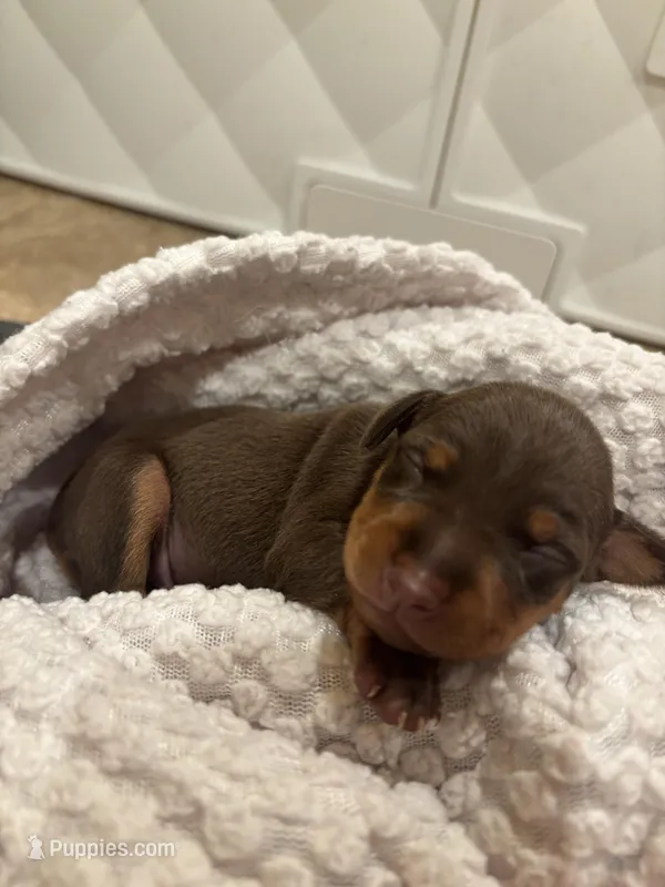 Brick – Miniature Pinscher puppy for sale in Mays Landing, NJ