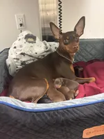 Brick, a male Miniature Pinscher for sale in Mays Landing, NJ – Photo 4 of 5