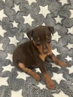 Chip, a male Miniature Pinscher for sale in Mays Landing, NJ – 8 of 9