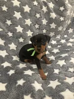 Tinka, a female Miniature Pinscher for sale in Mays Landing, NJ – 2 of 7