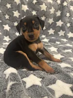 Candy, a female Miniature Pinscher for sale in Mays Landing, NJ – 5 of 6