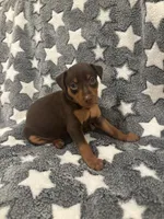 Chip, a male Miniature Pinscher for sale in Mays Landing, NJ – 6 of 9