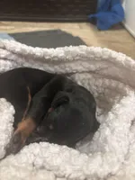 Zira, a female Miniature Pinscher for sale in Mays Landing, NJ – Photo 2 of 3