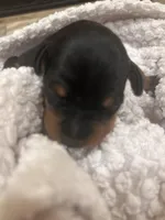 Zira, a female Miniature Pinscher for sale in Mays Landing, NJ – Photo 3 of 3