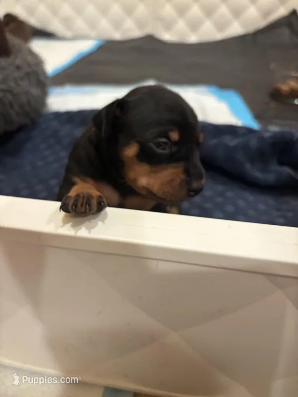 Zira – Miniature Pinscher puppy for sale in Mays Landing, NJ