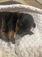 Zira, a female Miniature Pinscher for sale in Mays Landing, NJ – Photo 1 of 3