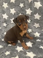 Chip, a male Miniature Pinscher for sale in Mays Landing, NJ – 3 of 9