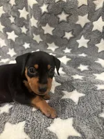 Candy, a female Miniature Pinscher for sale in Mays Landing, NJ – 6 of 6