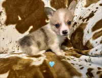 Colt, a male Pembroke Welsh Corgi for sale in Thayer, MO – 2 of 2