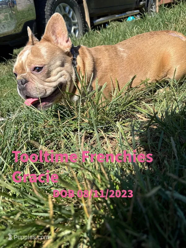 Tooltime Frenchies GRACIE – French Bulldog puppy for sale in Thayer, MO