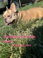 Tooltime Frenchies GRACIE, a female French Bulldog for sale in Thayer, MO – 1 of 1