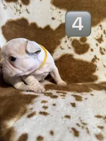 Male 4, a male French Bulldog for sale in Thayer, MO – Photo 1 of 5