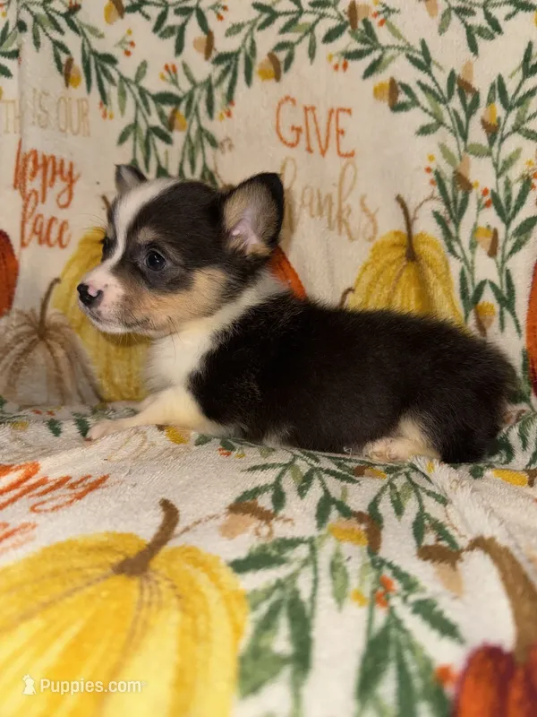 Malibu – Pembroke Welsh Corgi puppy for sale in Thayer, MO