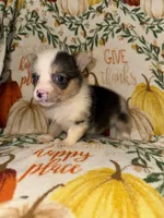 Maddie, a female Pembroke Welsh Corgi for sale in Thayer, MO – 3 of 4