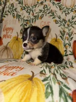 Casey, a male Pembroke Welsh Corgi for sale in Thayer, MO – 3 of 4