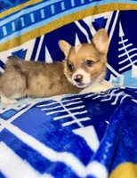 Cletus, a male Pembroke Welsh Corgi for sale in Thayer, MO – Photo 1 of 3