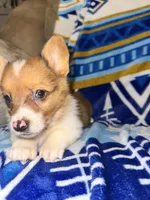 Cletus, a male Pembroke Welsh Corgi for sale in Thayer, MO – Photo 3 of 3