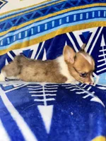 Cletus, a male Pembroke Welsh Corgi for sale in Thayer, MO – Photo 2 of 3