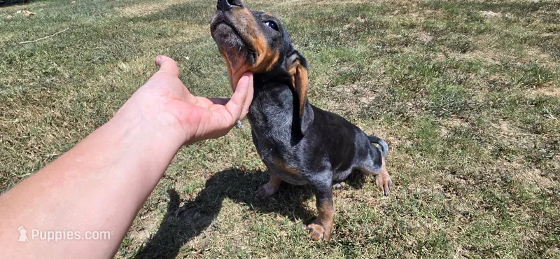 Backwoods Male – Beagle puppy for sale in Thayer, MO